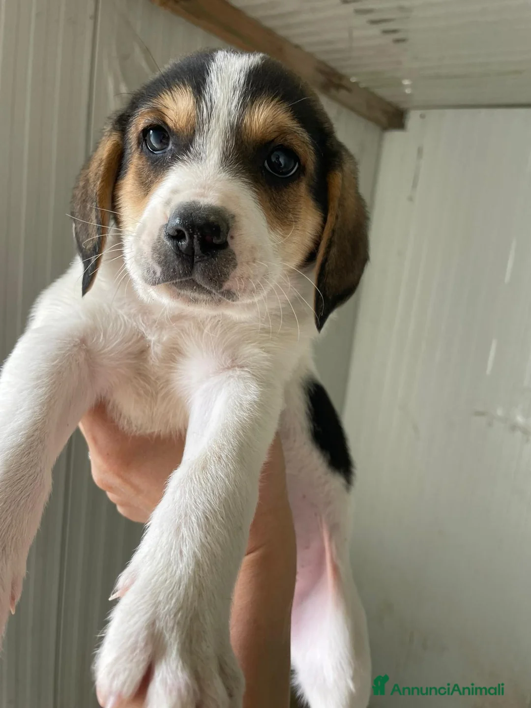 Meticcio cani in regalo: DOLCISSIME SORELLINE MIX SEGUGINE a Città metropolitana di Roma Capitale - Annuncio 1