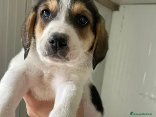 Meticcio cani DOLCISSIME SORELLINE MIX SEGUGINE - Annuncio 2