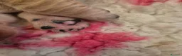 Golden Retriever cani in vendita: Allevamento professionale  cucciolata inglese - Annuncio 11