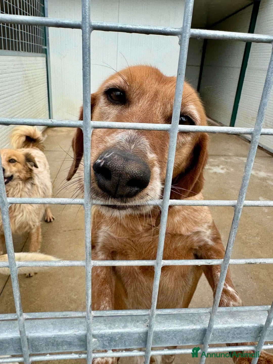 Meticcio cani in regalo: Pia cagnolina affettuosa 6 anni 15kg - Annuncio 2