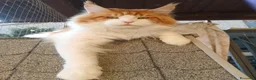 Maine Coon gatti per accoppiamento: Maine coon maschio per monta - Annuncio 2
