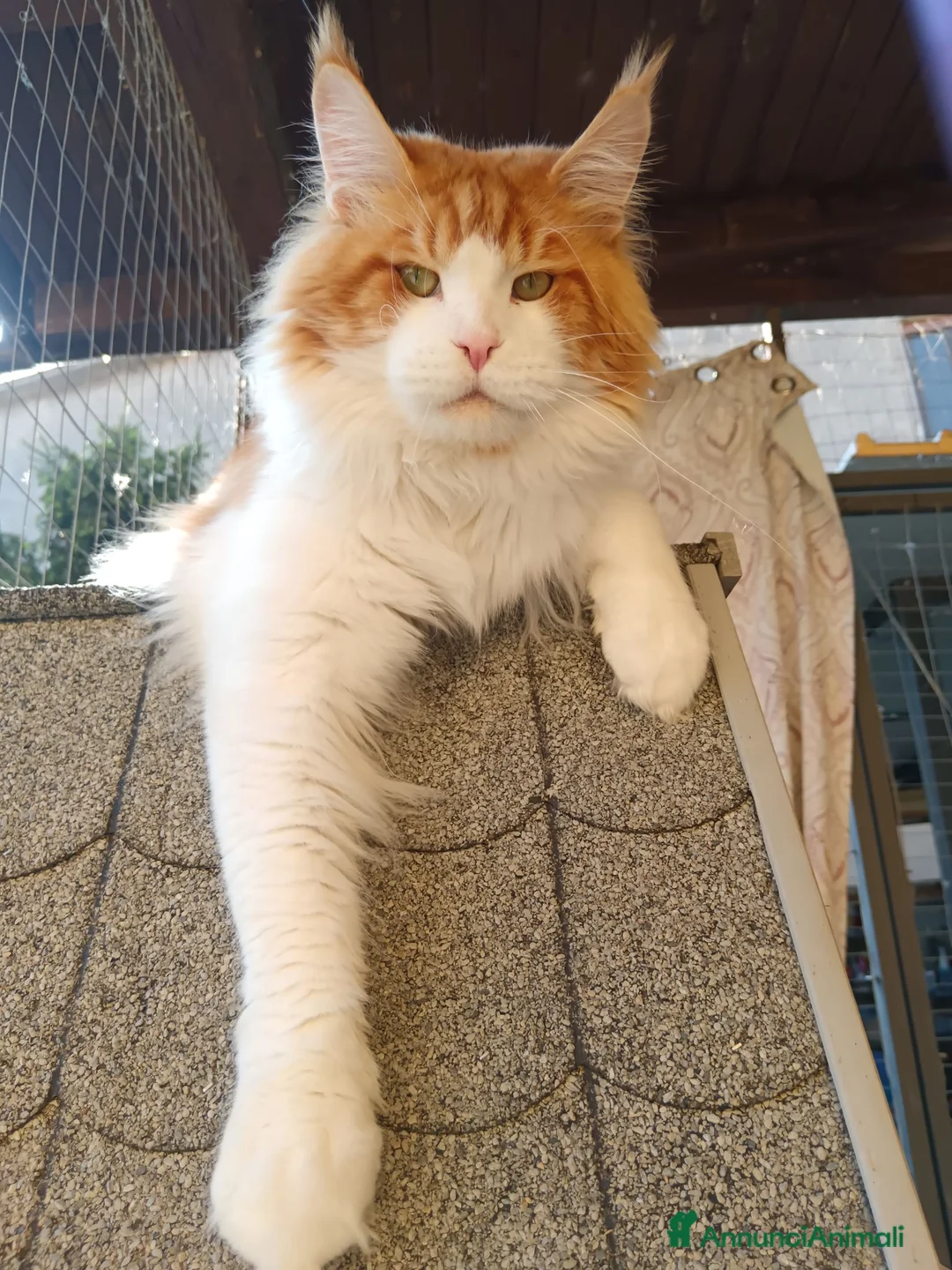 Maine Coon gatti per accoppiamento: Maine coon maschio per monta - Annuncio 2