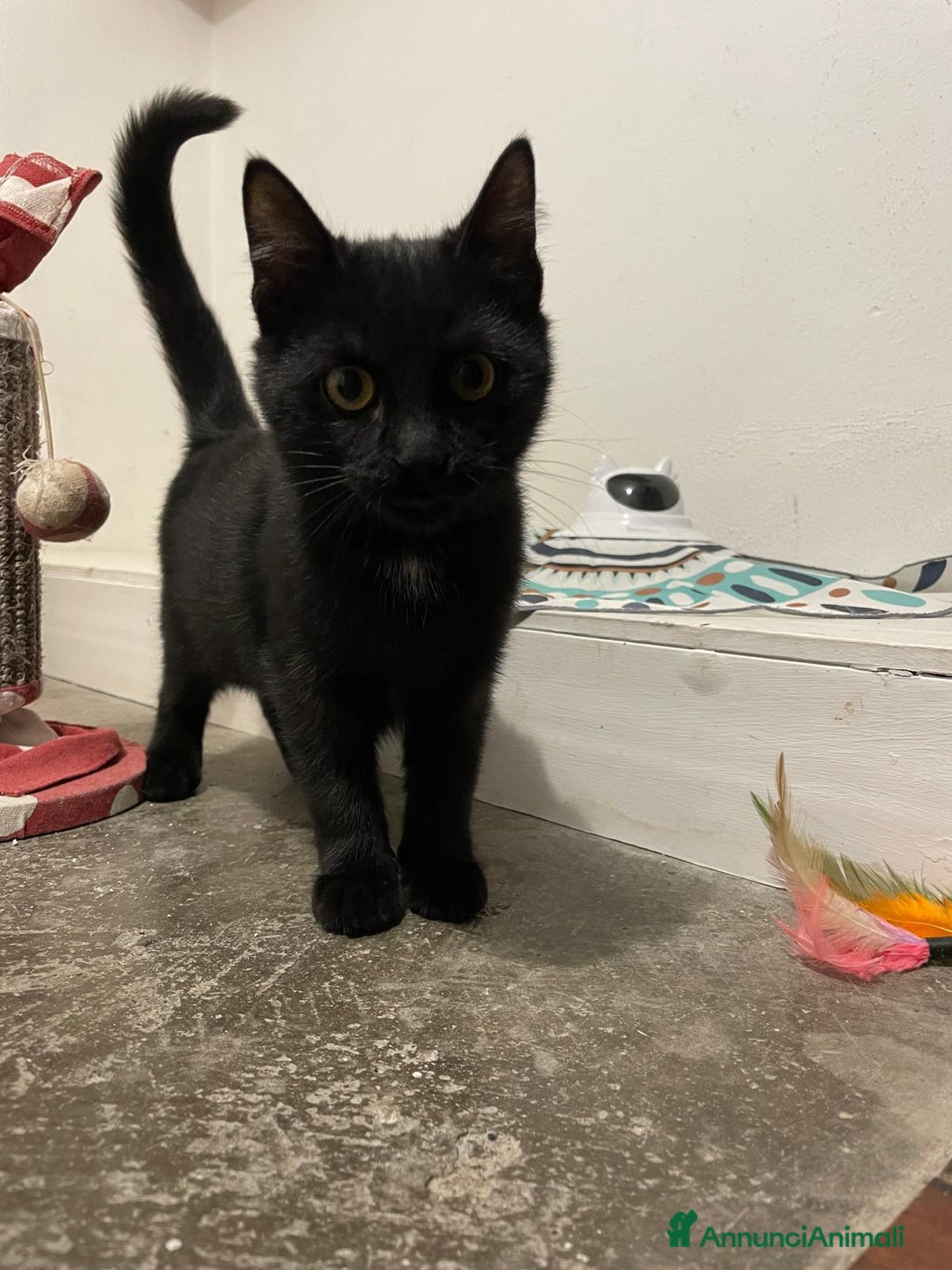 Europeo gatti in regalo: MADAME, bellissima gattina cerca casa! - Annuncio 5