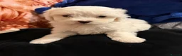 Maltese cani in vendita: Cane Maltese - Annuncio 3