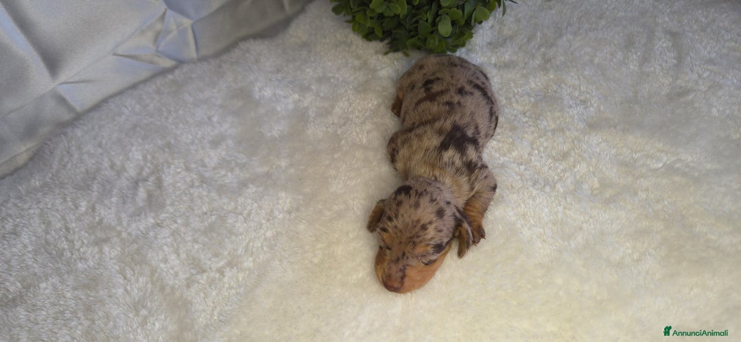 Bassotto cani in vendita: BASSOTTO ARLECCHINO CHOCOLATE - Annuncio 5