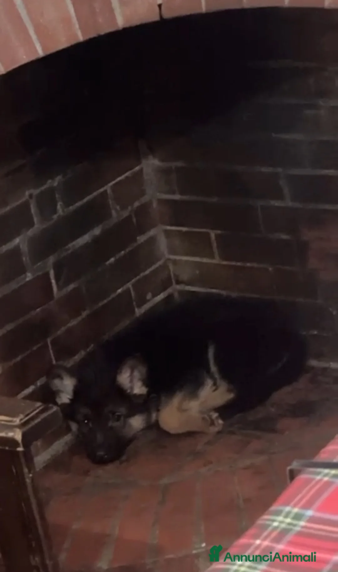 Pastore Tedesco cani in vendita: Vendo cucciolo di Pastore Tedesco con Pedigree  - Annuncio 2