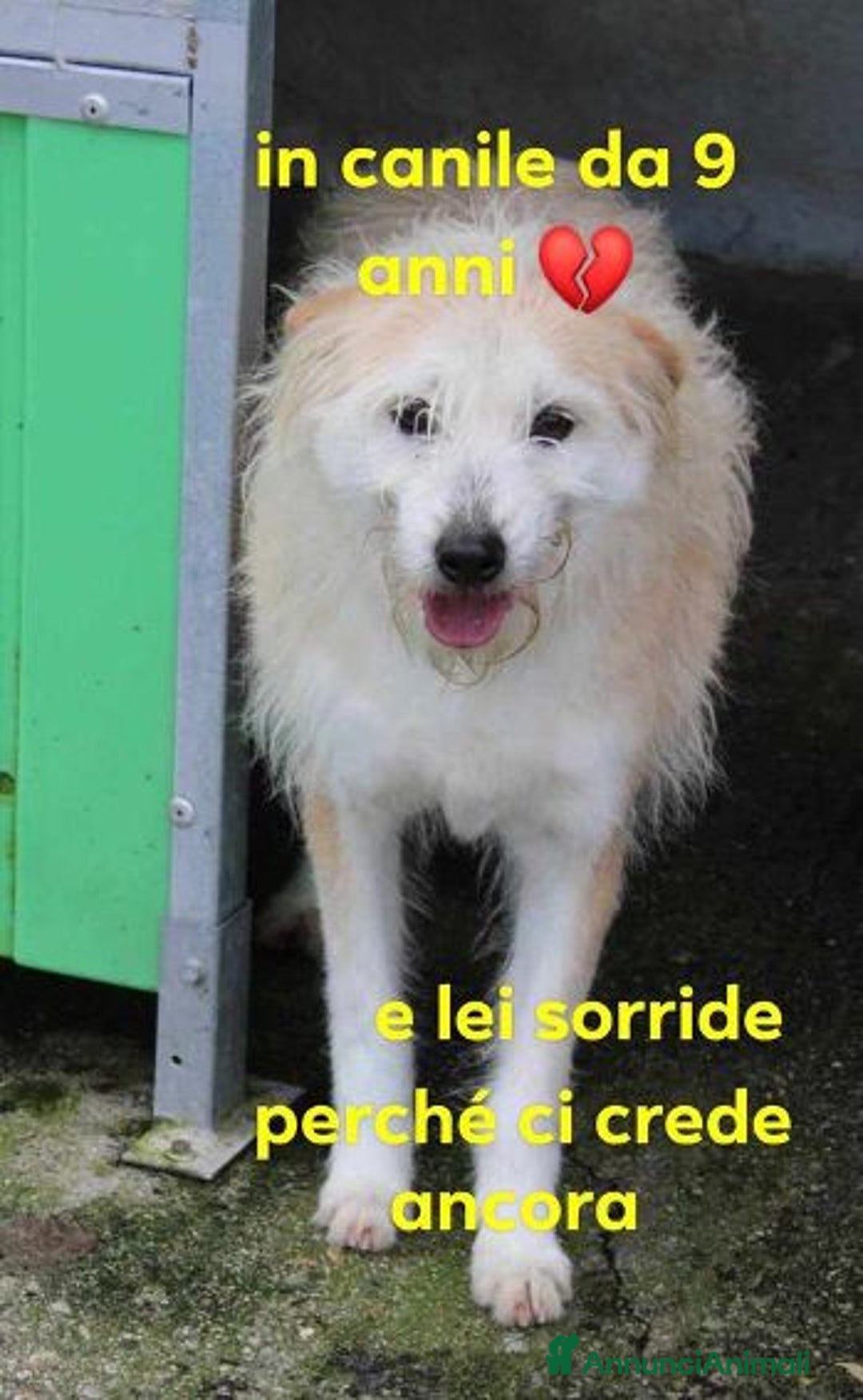 Meticcio cani in regalo: TRUDY 9anni  ti sorride e spera! 15-16kg - SUD - Annuncio 1