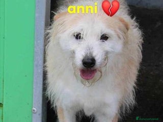 Meticcio cani TRUDY 9anni ti sorride e spera! 15-16kg - SUD - Annuncio 1