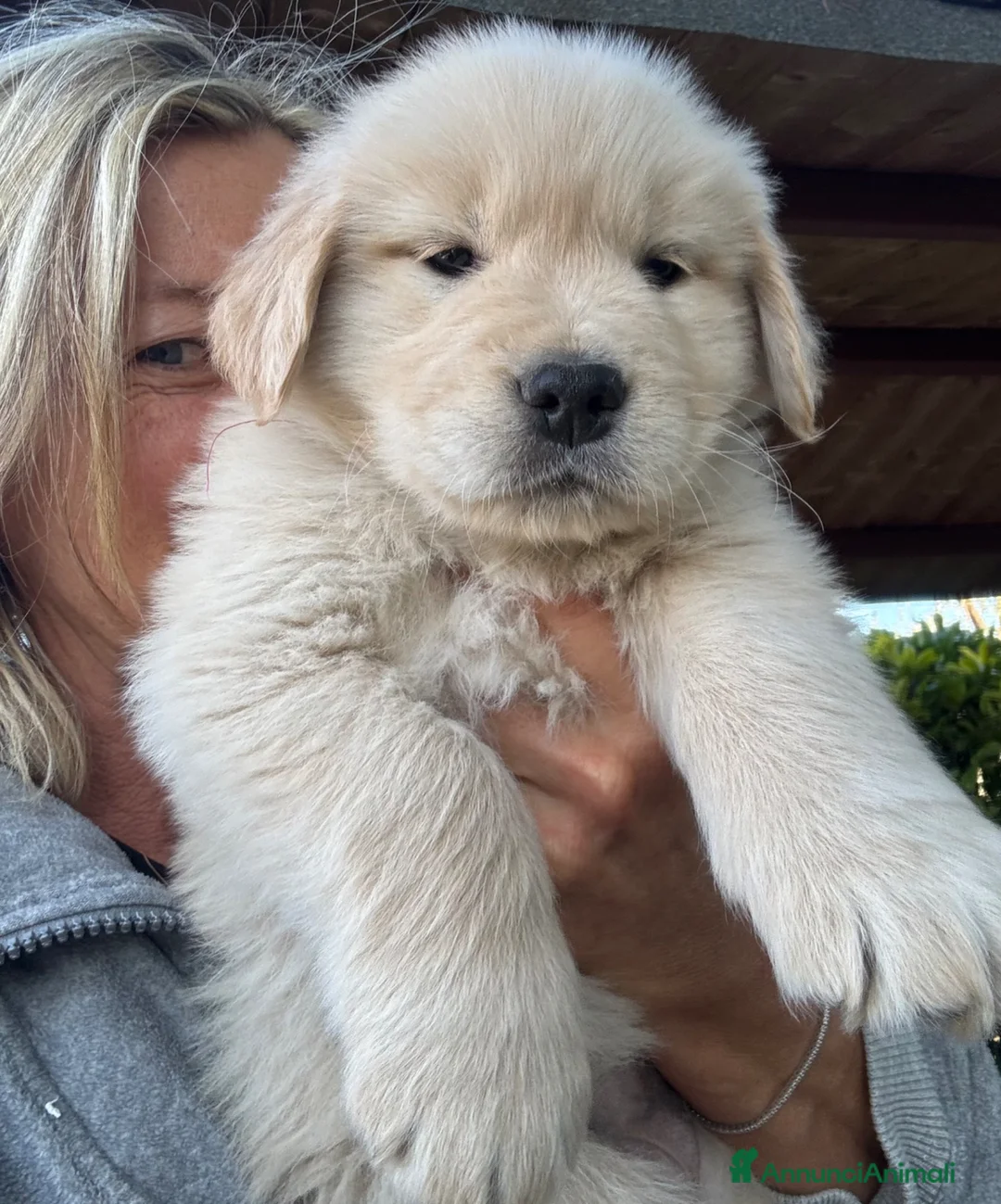 Golden Retriever cani in vendita: CUCCIOLA GOLDEN AMERICANO a Provincia di Brescia - Annuncio 2