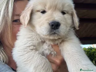 Golden Retriever cani CUCCIOLA GOLDEN AMERICANO - Annuncio 4