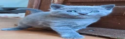 Certosino gatti in vendita: Certosino  - Annuncio 2