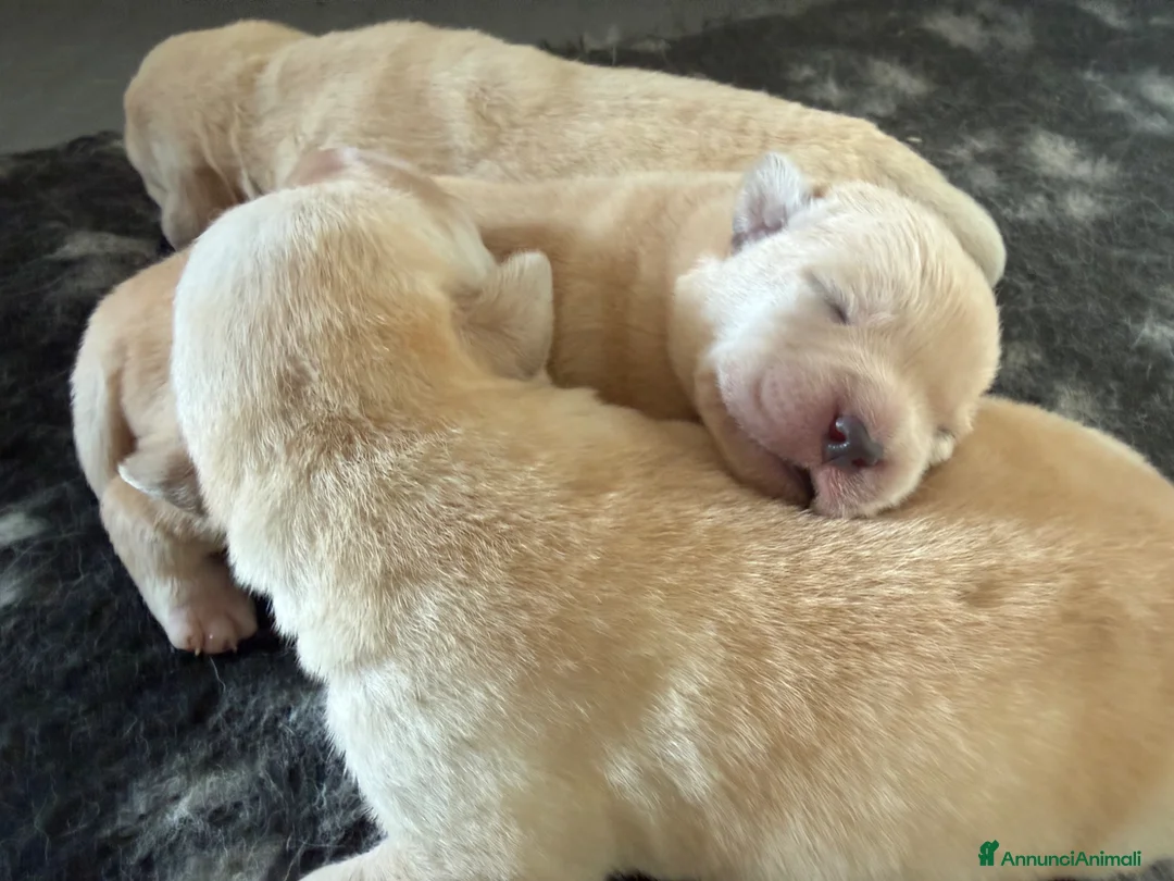 Labrador cani in vendita: Cuccioli Labrador biondi con pedigree  - Annuncio 3