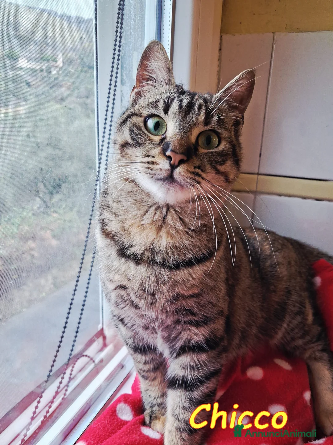 Europeo gatti in regalo: ANNUNCIO DI ADOZIONE: #CHICCO, IL RE DELLE FUSA - Annuncio 1