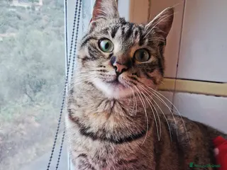 Europeo gatti ANNUNCIO DI ADOZIONE: #CHICCO, IL RE DELLE FUSA - Annuncio 20