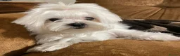 Maltese cani in vendita: Cuccioli di MALTESE  a Città metropolitana di Milano - Annuncio 6