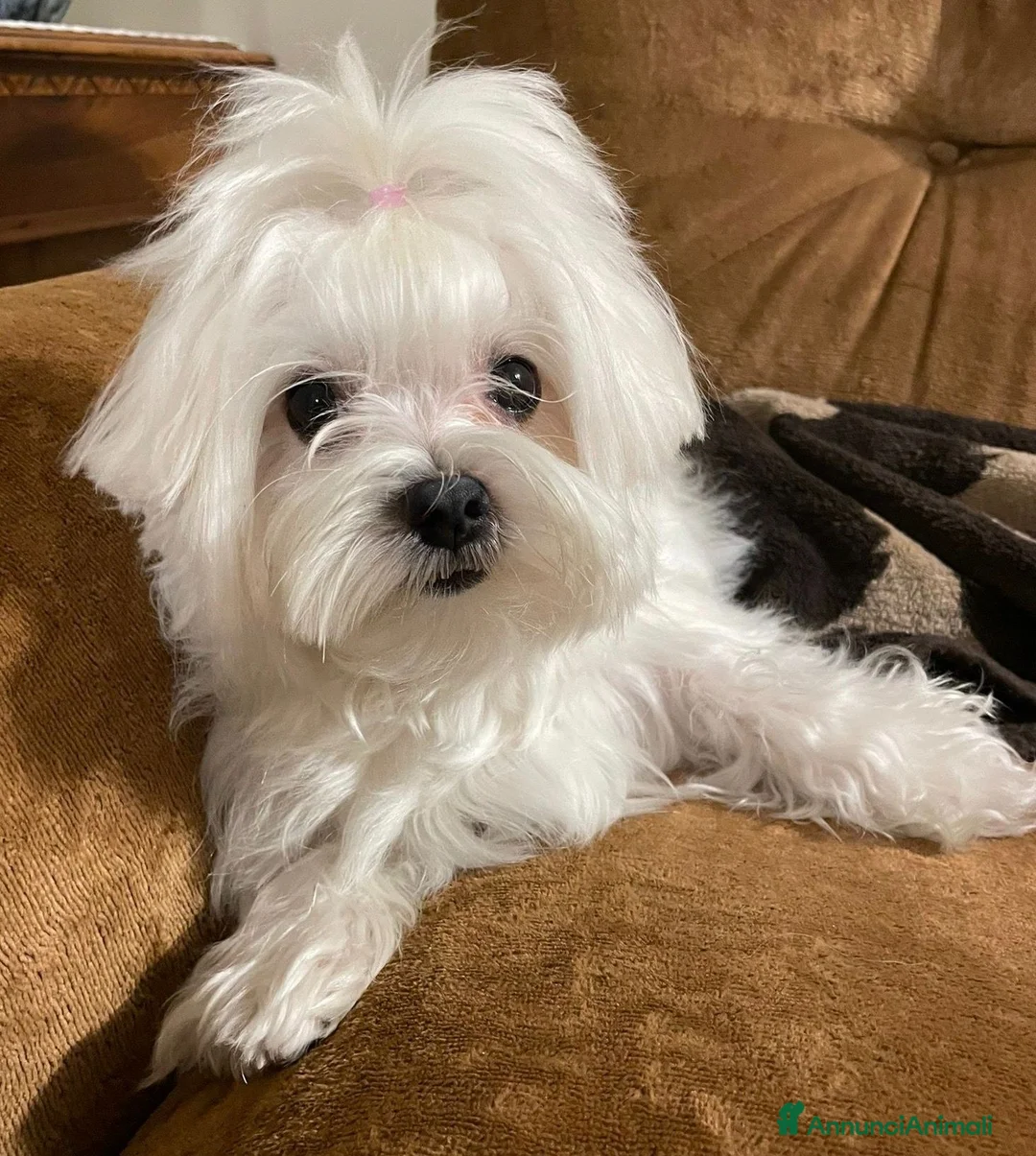 Maltese cani in vendita: Cuccioli di MALTESE  a Città metropolitana di Milano - Annuncio 6