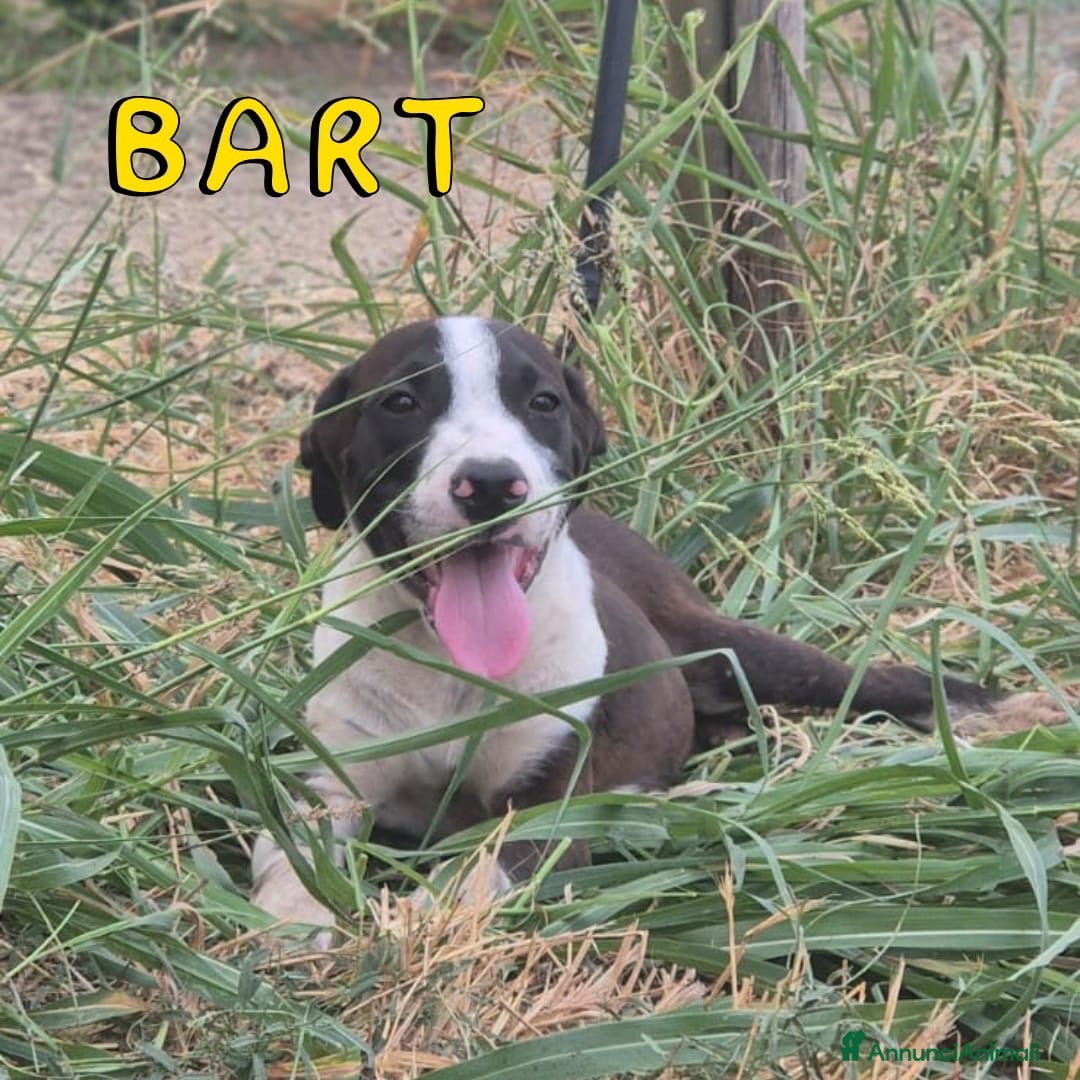 Meticcio cani BART 💙 UN PO’ TIMIDO, TANTO DOLCE 🥰 - Annuncio 1