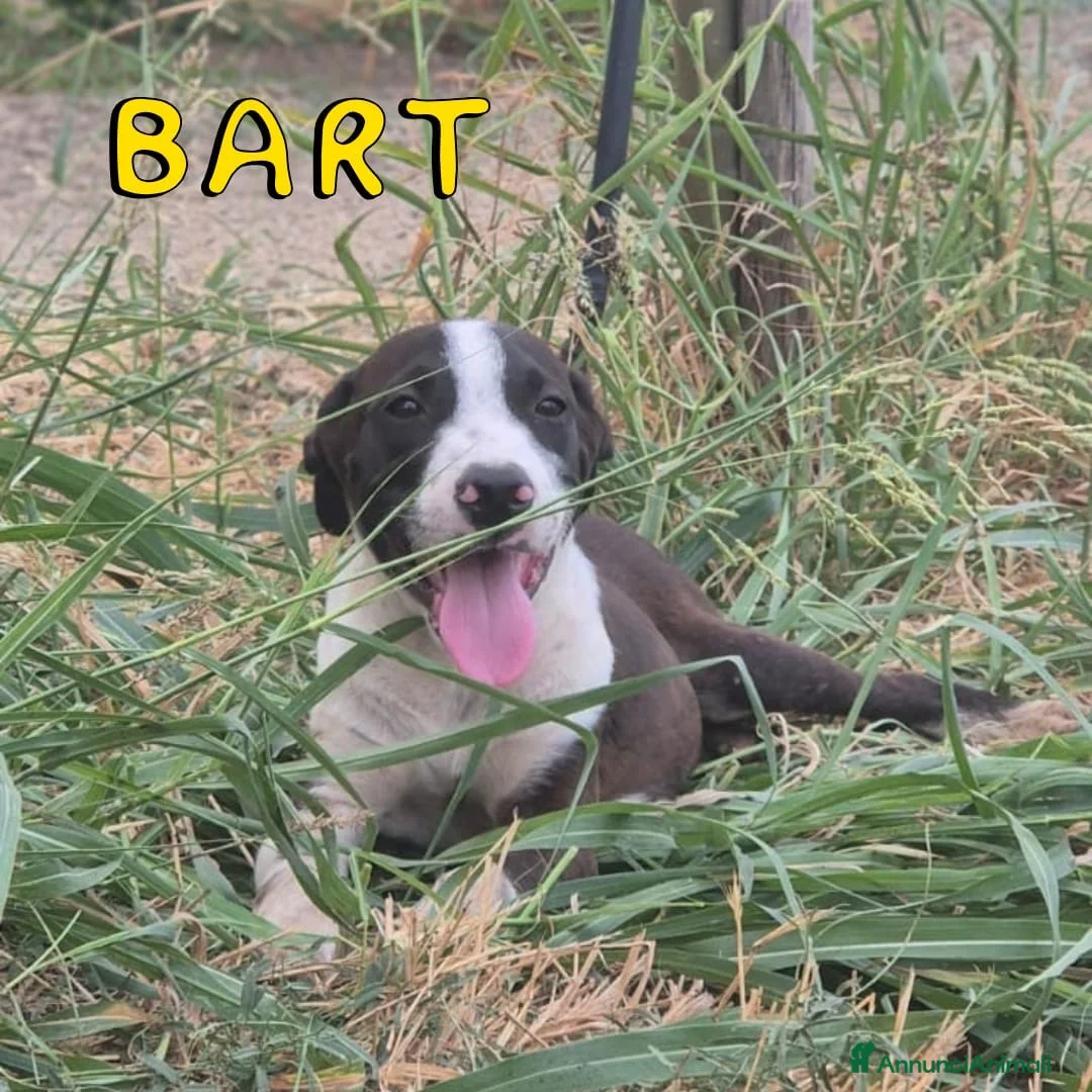 Meticcio cani in regalo: BART 💙 UN PO’ TIMIDO, TANTO DOLCE 🥰 a Provincia di Novara - Annuncio 1
