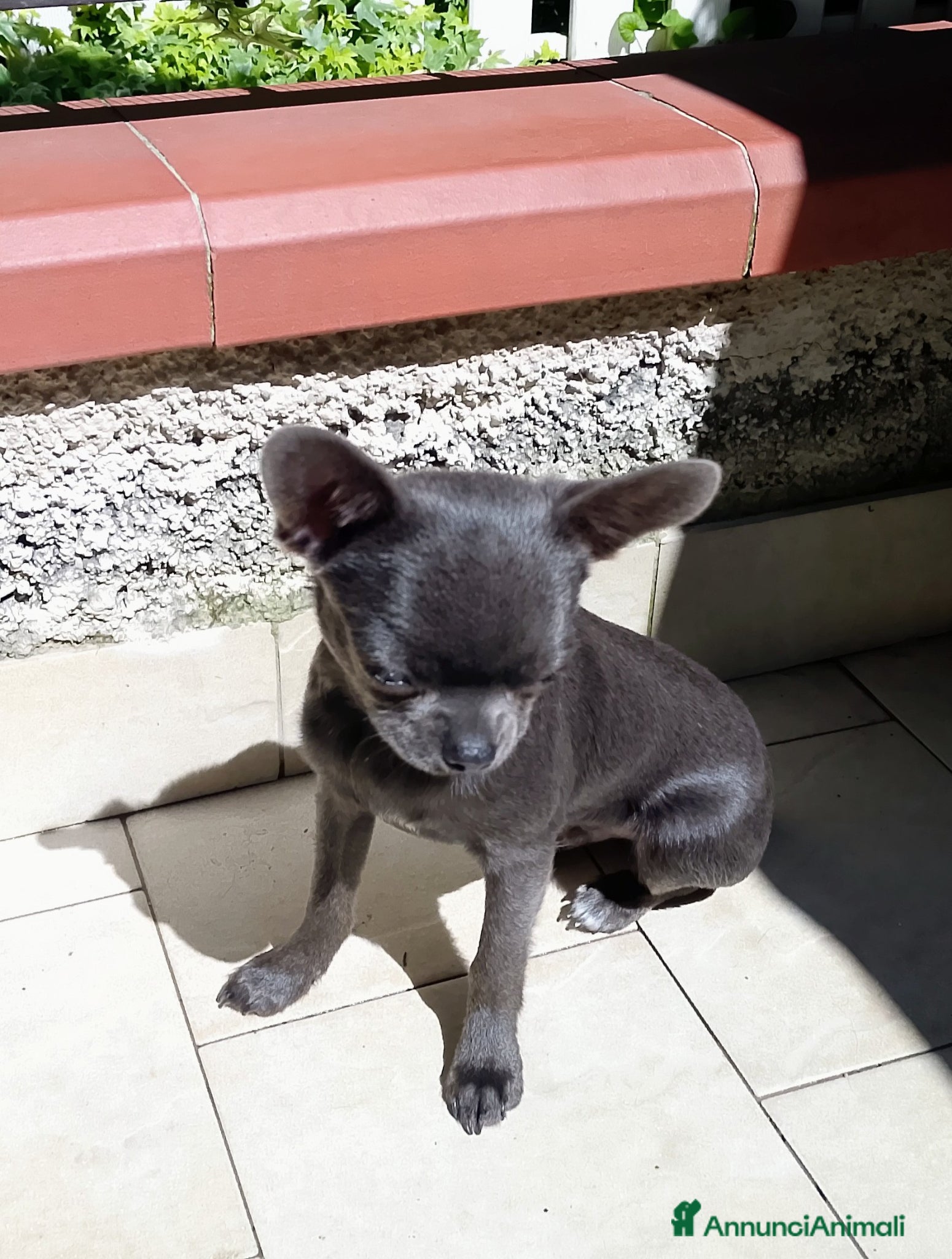 Chihuahua cani Chihuahua pedigree ENCI  - Annuncio 5