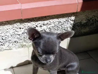 Chihuahua cani Chihuahua pedigree ENCI - Annuncio 2