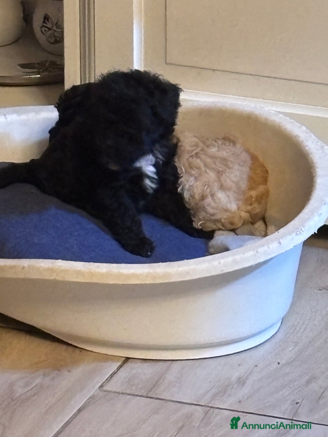 Barboncino Toy cani in vendita: Barboncini Toy - Annuncio 14