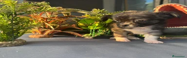 Chihuahua 2