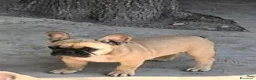 Bulldog Francese cani in vendita: Bulldog francese maschio cucciolo - Annuncio 3