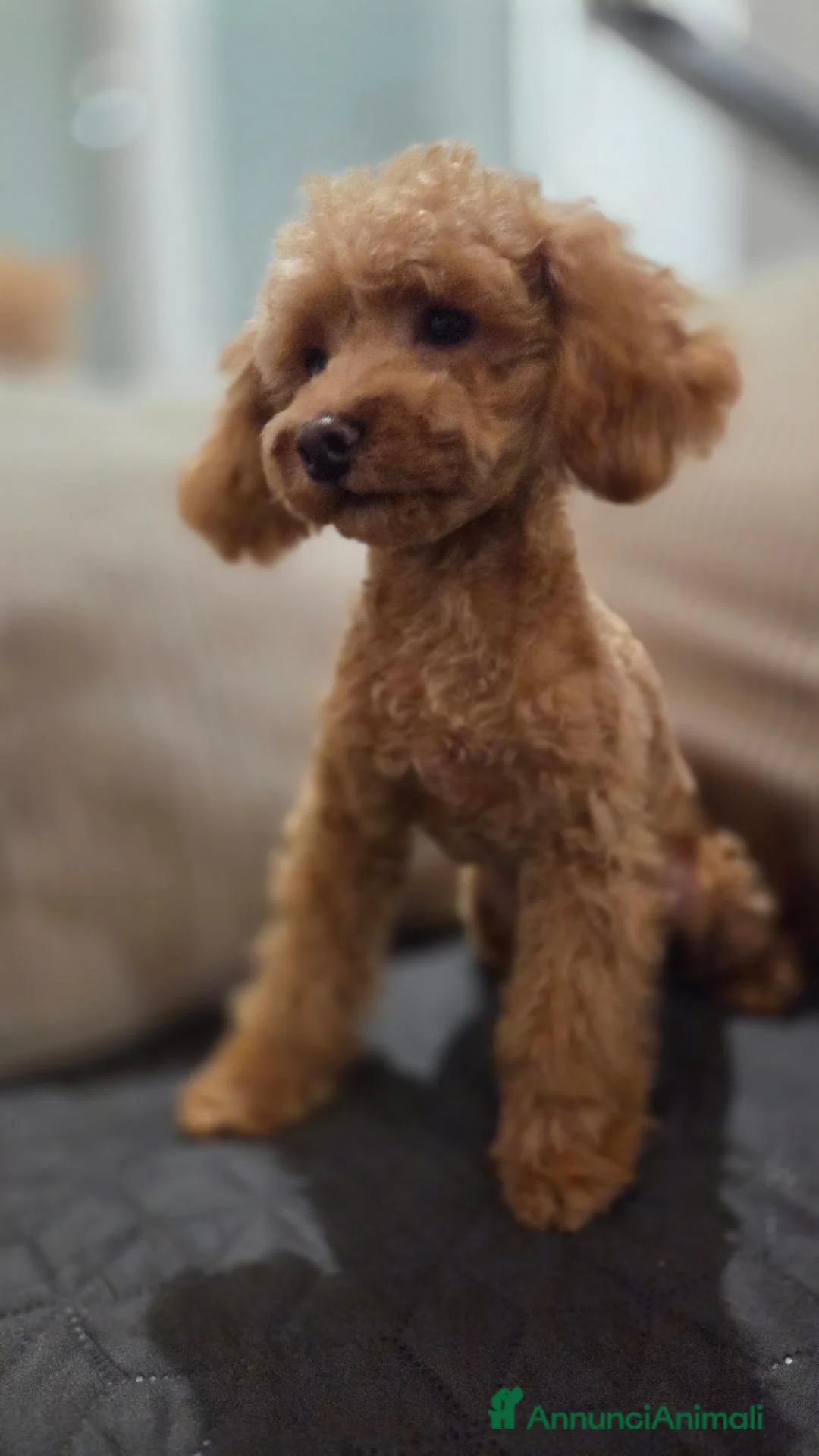 Barboncino Toy cani in vendita: Barboncino mini toy - Annuncio 8