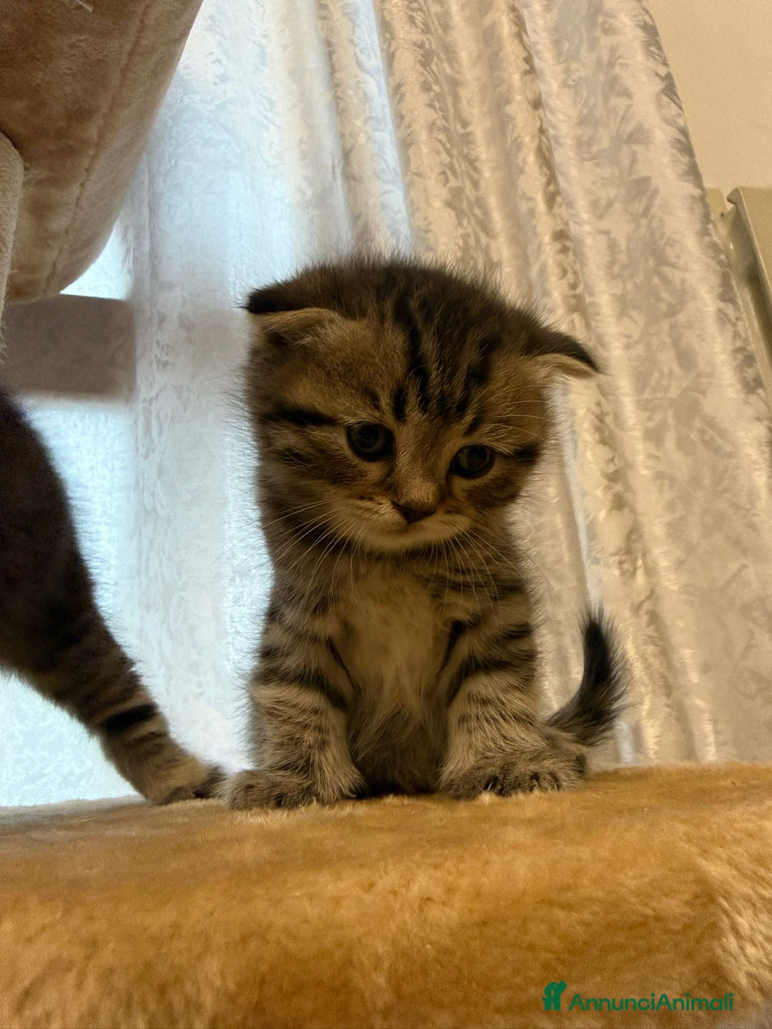 British gatti in vendita: British shorthair  - Annuncio 2