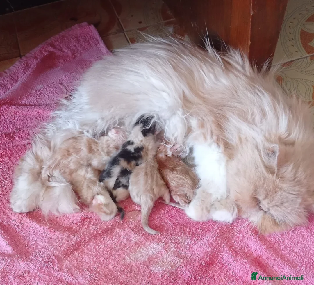 Persiano gatti in vendita: Cuccioli di Persiano  - Annuncio 2