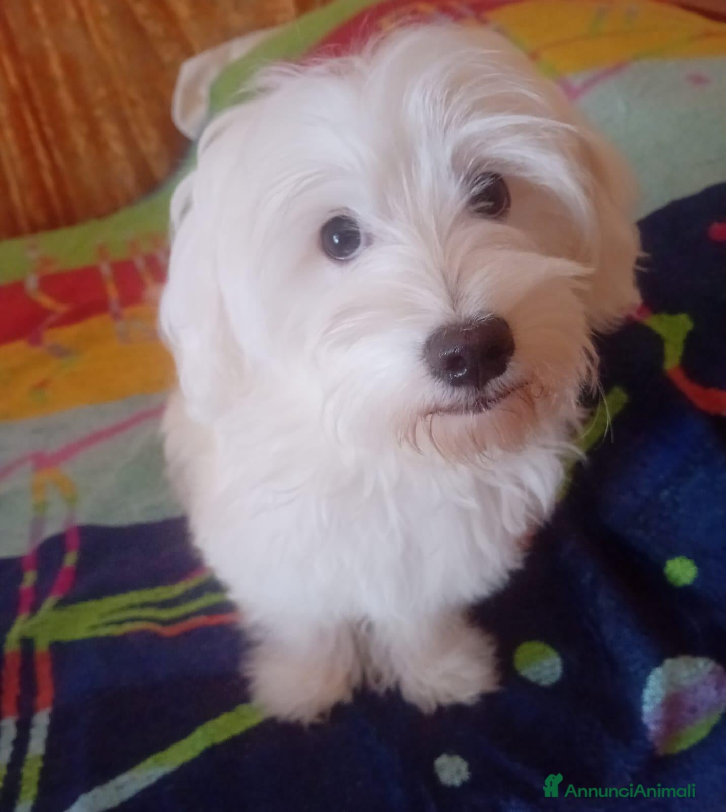 Maltese cani Cucciola di razza maltese di 5 mesi - Annuncio 1