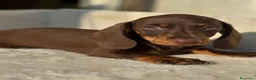 Bassotto cani in vendita: Bassotti cuccioli  - Annuncio 4