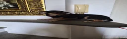 Meticcio cani in regalo: Michele - Annuncio 4