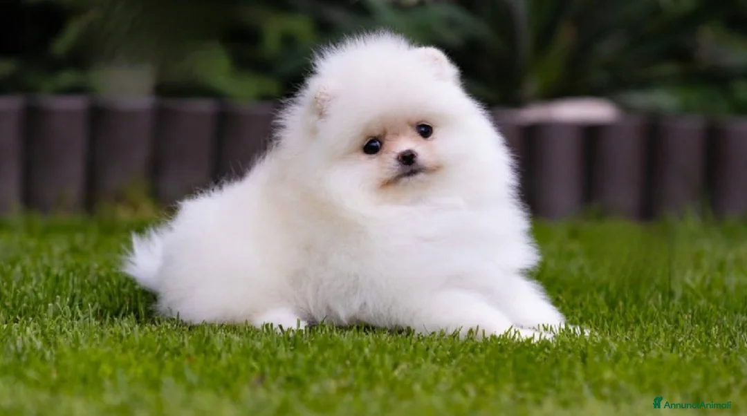 Spitz cani in regalo: Spitz Tedesco Nano/Pomerania a Città metropolitana di Roma Capitale - Annuncio 4