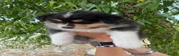 Australian Shepherd cani in vendita: Femmina Australian shepherd pastore australiano  - Annuncio 3