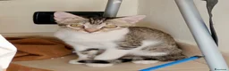 Europeo gatti in regalo: Bellissimo micino - Annuncio 5