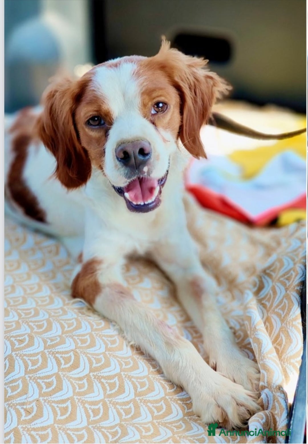 Breton cani in regalo: Breton 3anni 13kg RISCHIA DI TORNARE AL SUD.MODENA a Città metropolitana di Milano - Annuncio 4