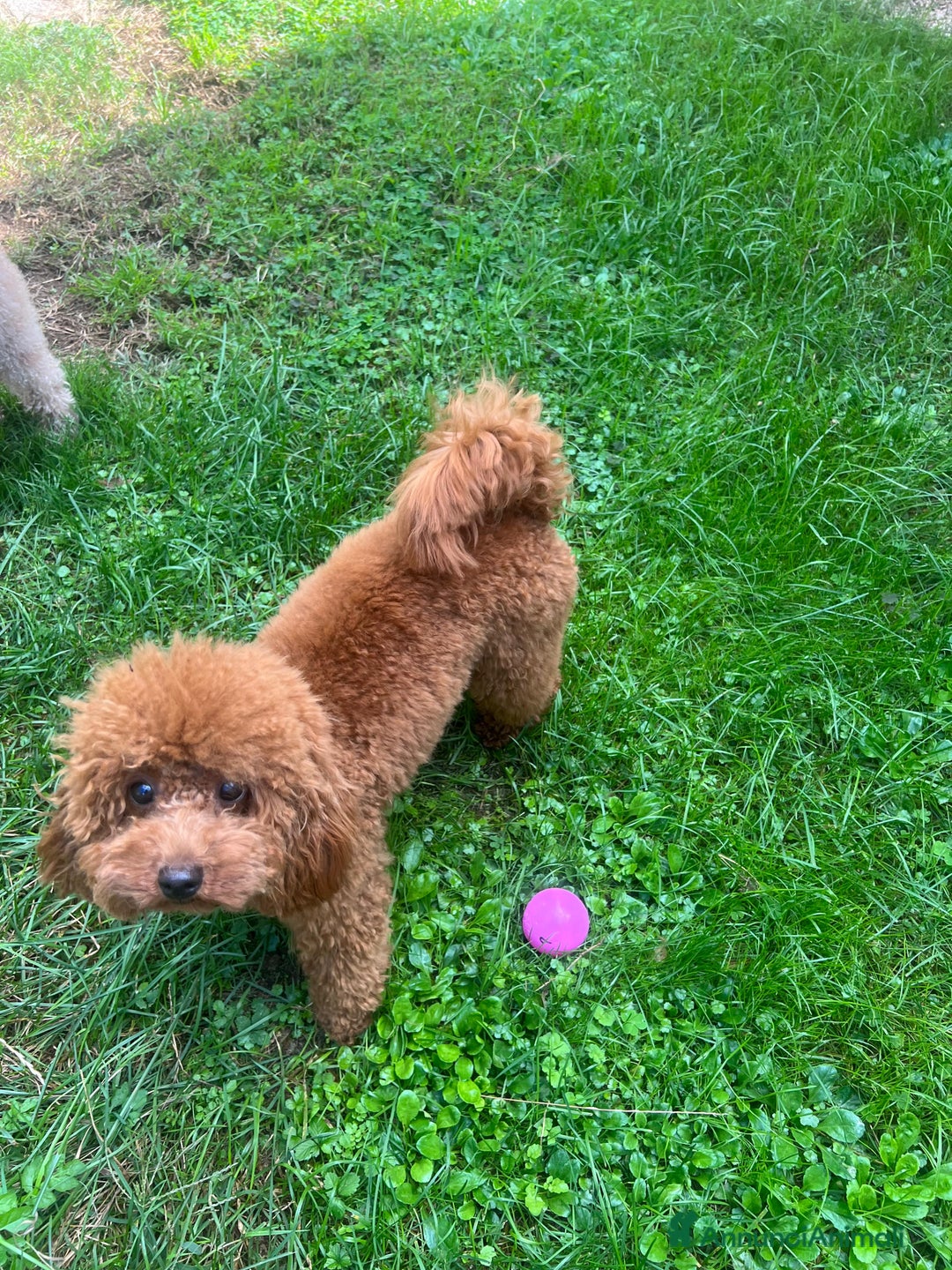 Barboncino cani in vendita: Barboncino Nano maschio fulvo - Annuncio 2