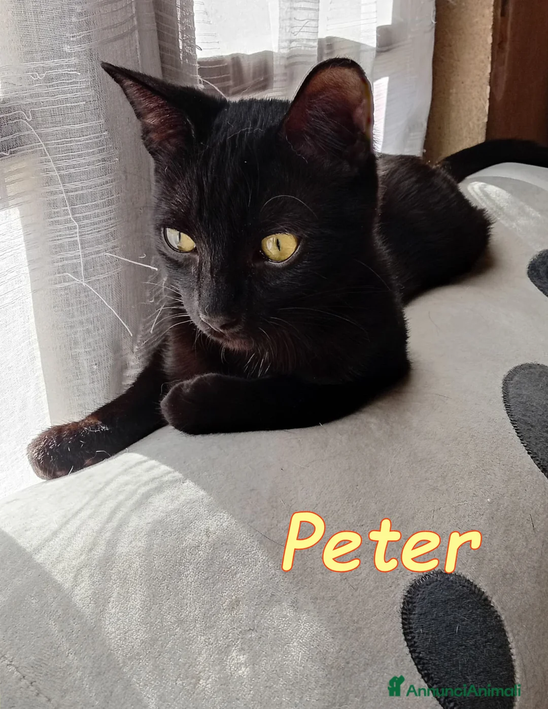 Europeo gatti in regalo: PETER  E PAN PANTERINI  DOLCISSIMI - Annuncio 2