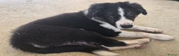 Border Collie cani in vendita: 3 Cuccioli Border Collie Maschio con Pedigree a Provincia di Padova - Annuncio 9