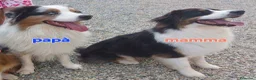 Australian Shepherd cani in vendita: Cuccioli di pastore australiano disponibili  - Annuncio 13