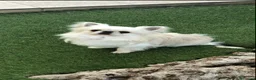 Chihuahua cani in vendita: Maschietto pelo lungo  - Annuncio 2