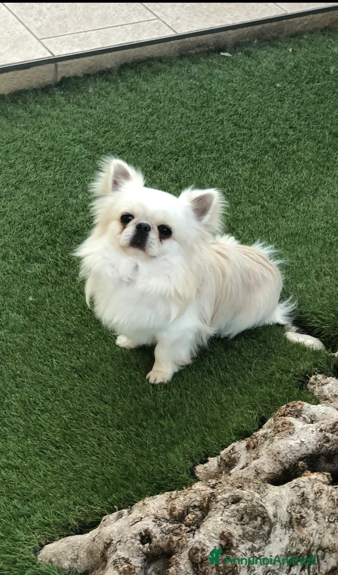 Chihuahua cani in vendita: Maschietto pelo lungo  - Annuncio 2