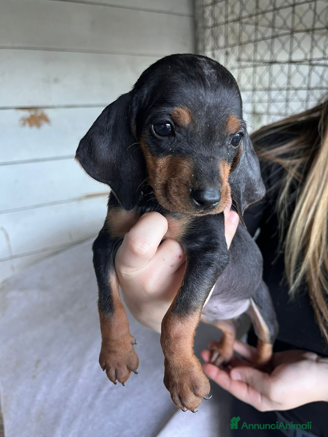 Segugio cani in vendita: segugio italiano  - Annuncio 9