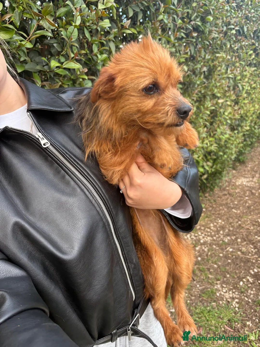 Meticcio cani in regalo: METICCINA tg P - Annuncio 2