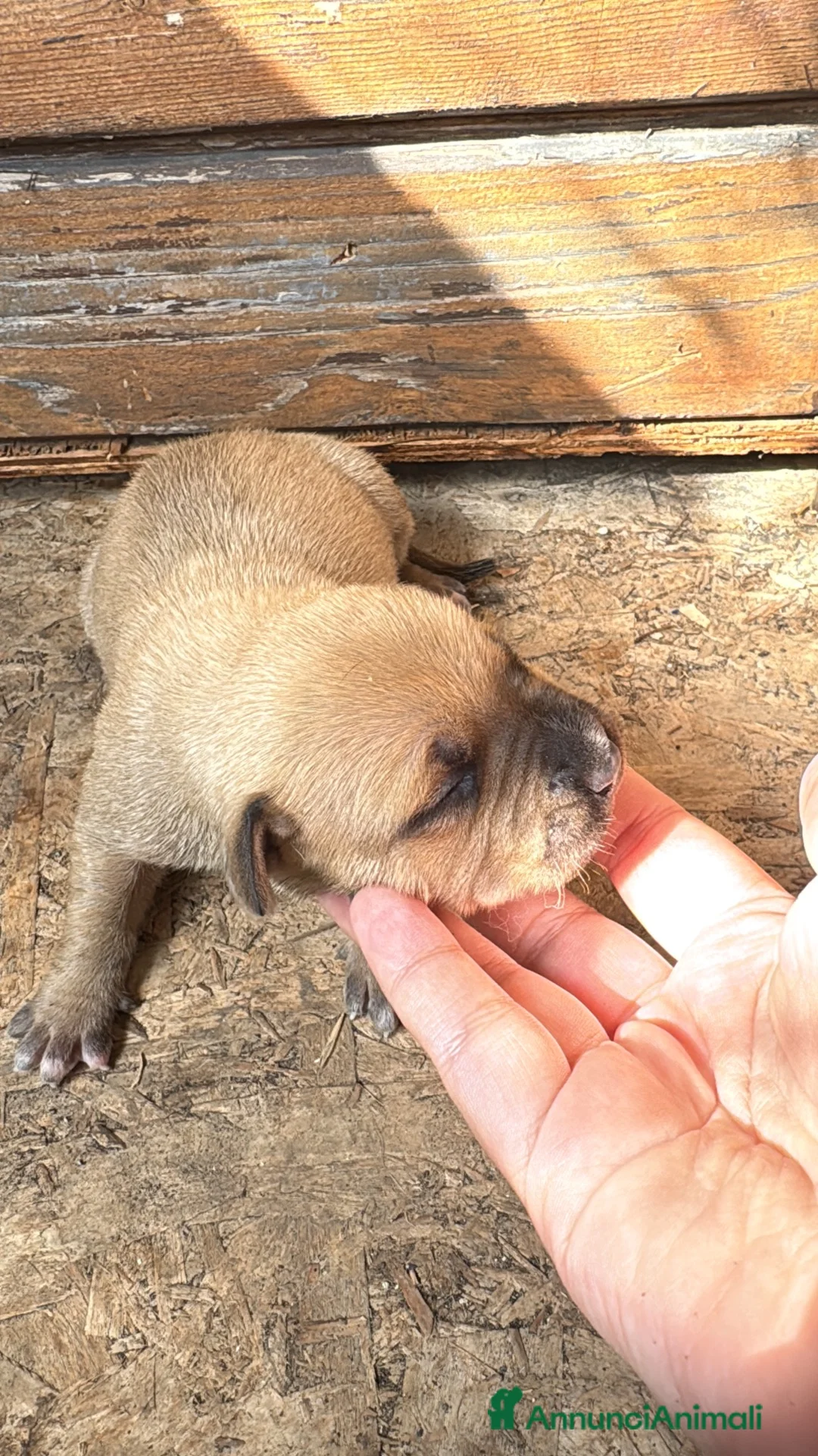 Meticcio cani in vendita: Pitbull a Città metropolitana di Catania - Annuncio 7