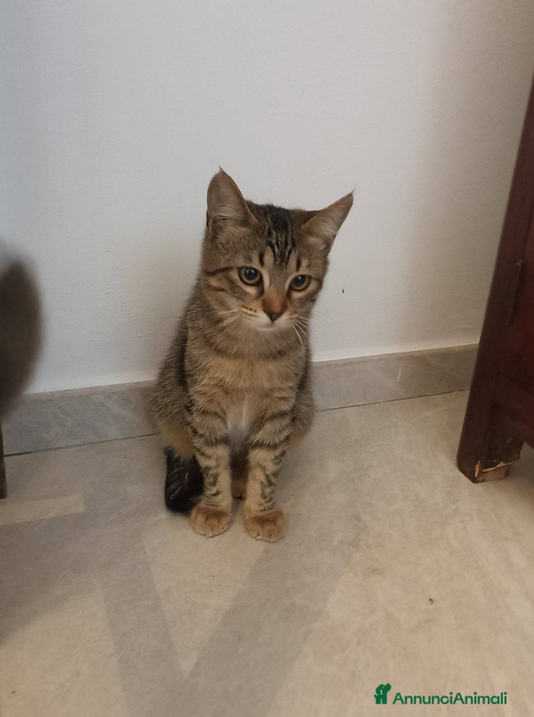 Europeo gatti in regalo: Gattina tigrata  - Annuncio 3