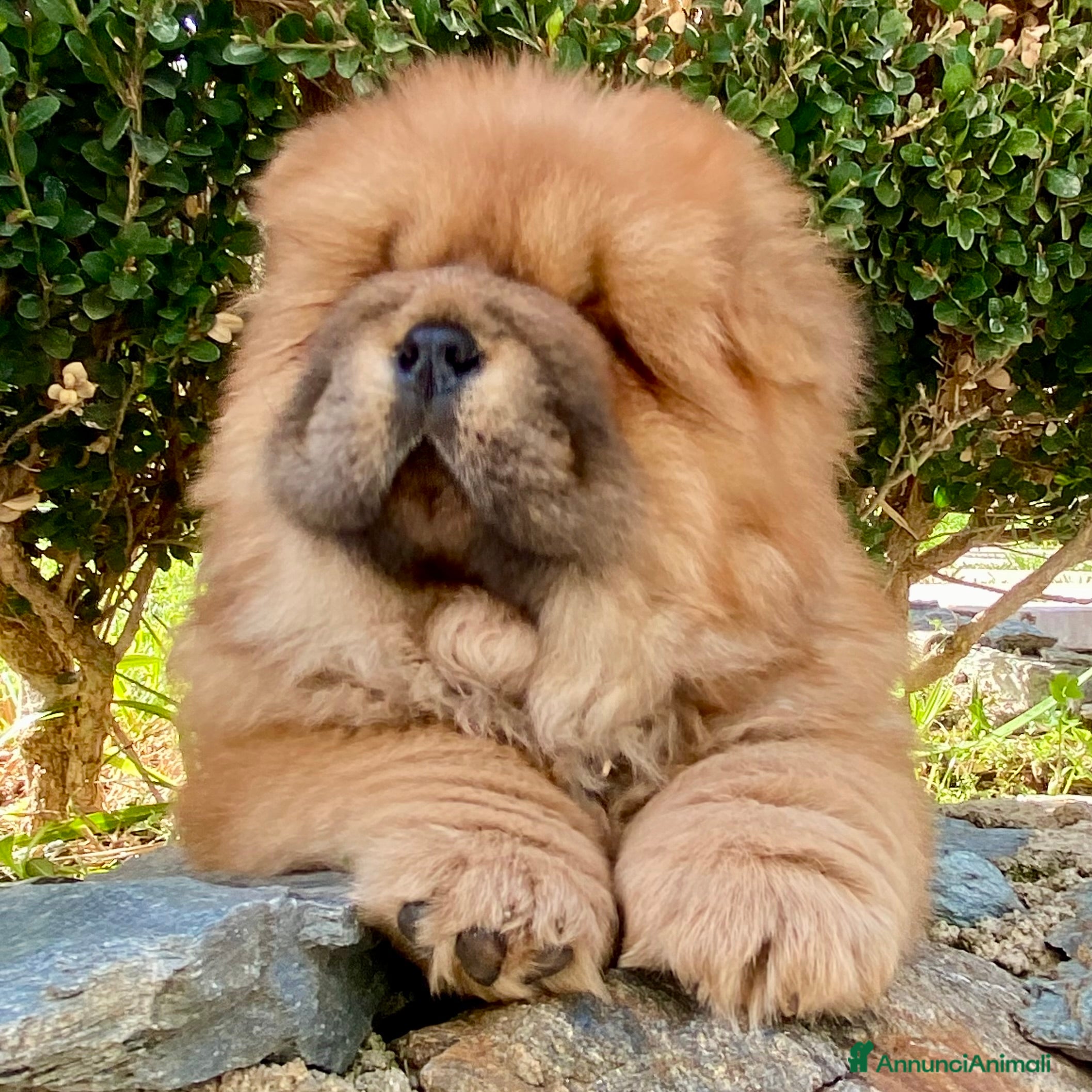 Chow Chow cani Chow Chow Cucciole femmine nero e rosso  - Annuncio 2