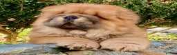 Chow Chow cani in vendita: Chow Chow Cucciole femmine nero e rosso  - Annuncio 1