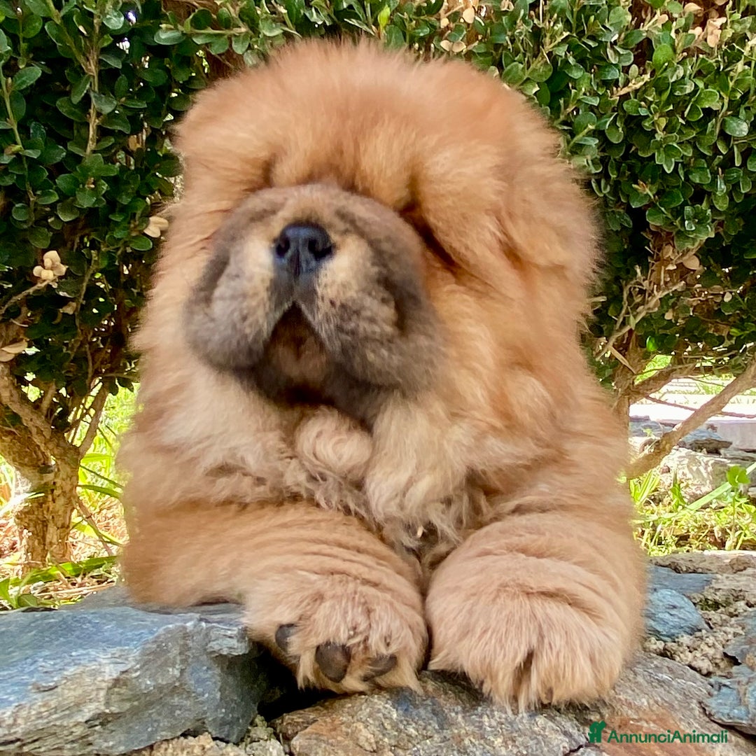 Chow Chow cani in vendita: Chow Chow Cucciole femmine nero e rosso  - Annuncio 1